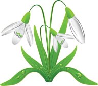 Севастопольский подснежник Севастопольский подснежник